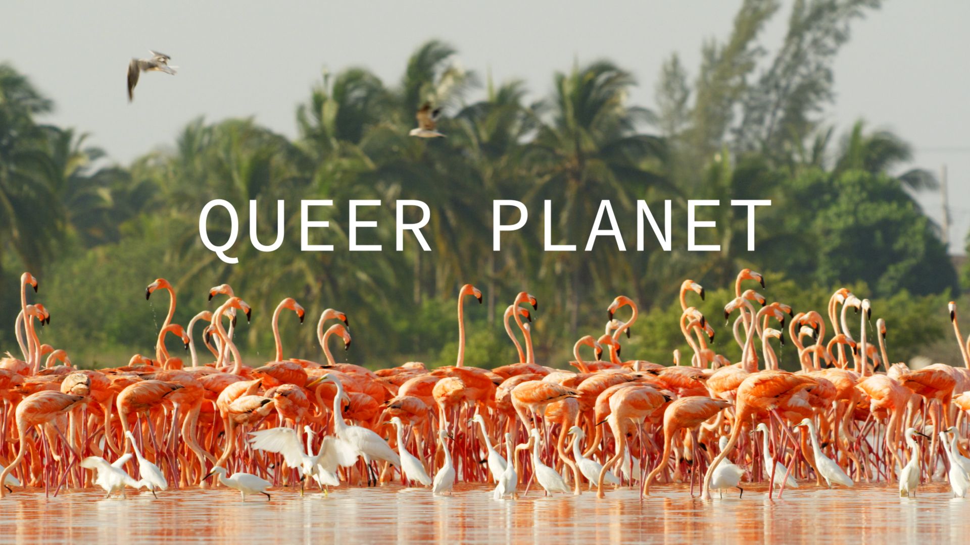 Queer Planet