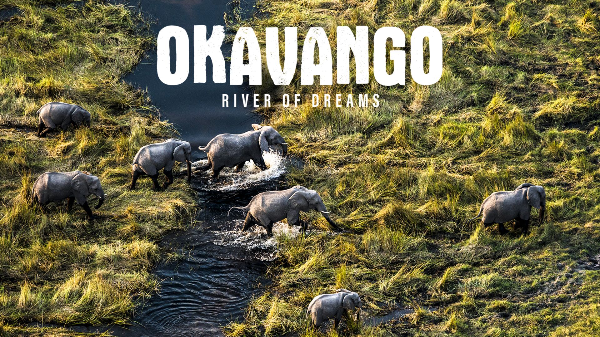 Okavango: River of Dreams