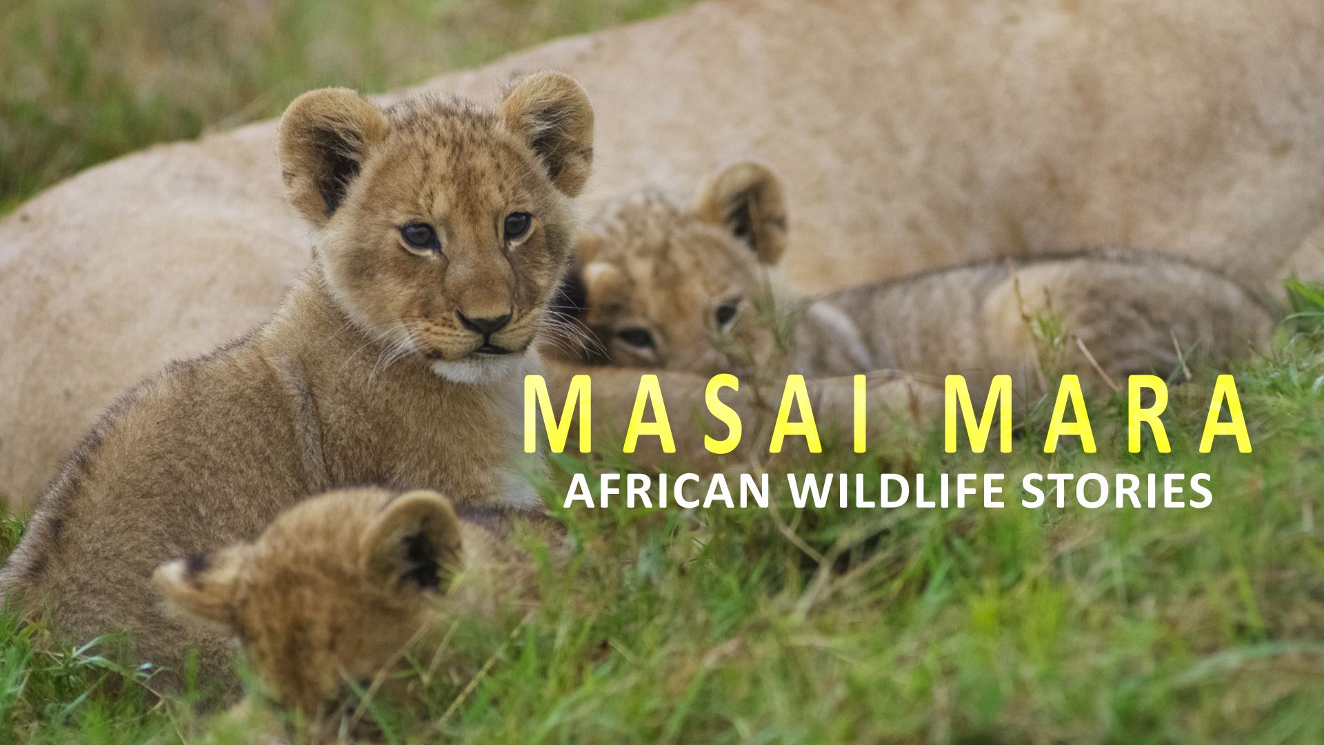 Masai Mara : African Wildlife Stories