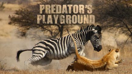 Predator's Playground