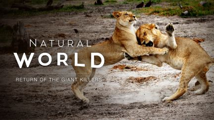 Natural World: Return of the Giant Killers