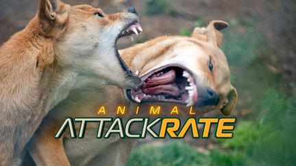 Animal Attack Rate