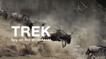 Trek: Spy on the Wildebeest