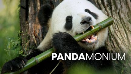 Pandamonium