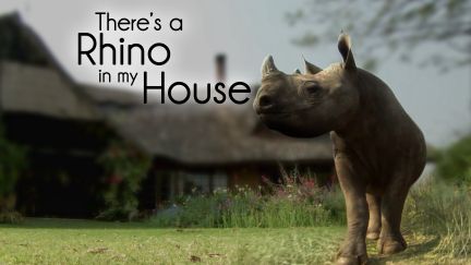 There's A Rhino In My House!