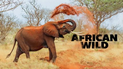 African Wild