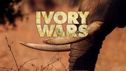 Ivory Wars