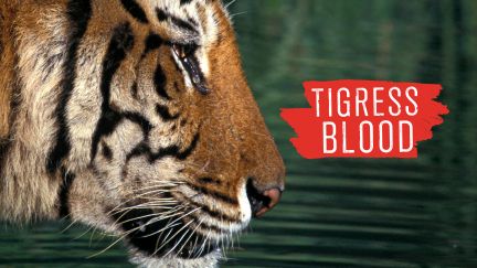 Tigress Blood