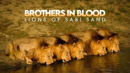 Brothers in Blood: Lions of Sabi Sand