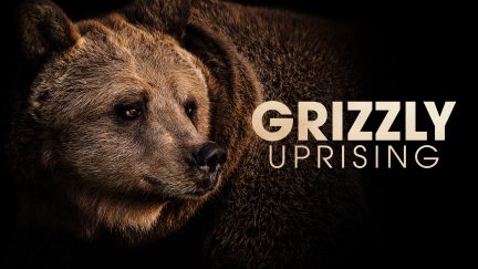 Grizzly Uprising