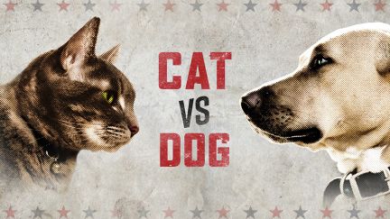 Cat vs Dog