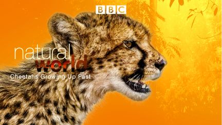 Natural World: Cheetahs Growing Up Fast