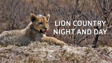 Lion Country: Night and Day