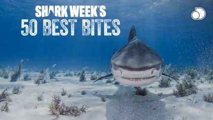 Shark Week's 50 Best Bites