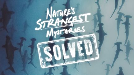 Nature's Strangest Mysteries: Solved