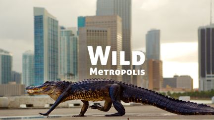 Wild Metropolis