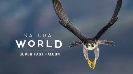 Natural World: Super Fast Falcon