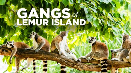 Gangs Of Lemur Island