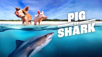 Pig vs. Shark