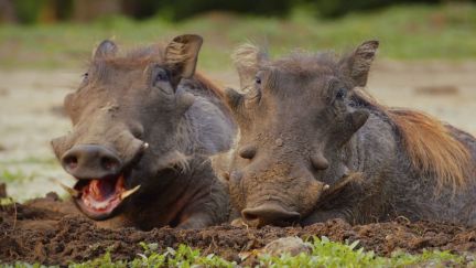 Mad Match: Nature's Strangest Relationships