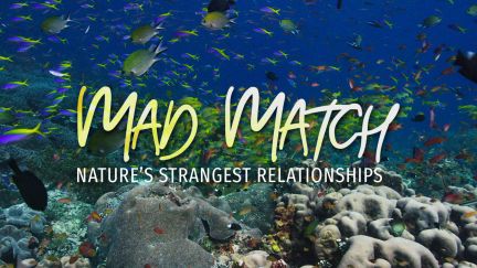 Mad Match: Nature's Strangest Relationships