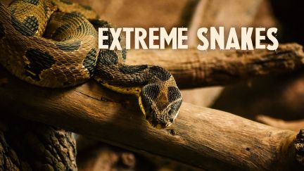 Extreme Snakes