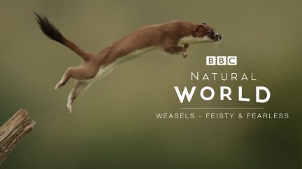 Natural World: Weasels - Feisty And Fearless