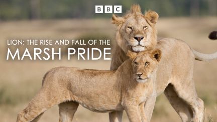 Lion : The Rise and Fall of the Marsh Pride