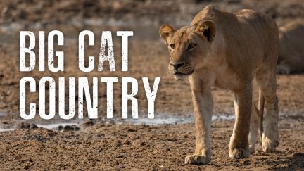 Big Cat Country