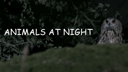 Animals at Night