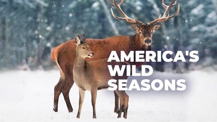 America's Wild Seasons